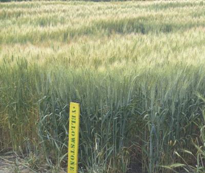 Winter wheat