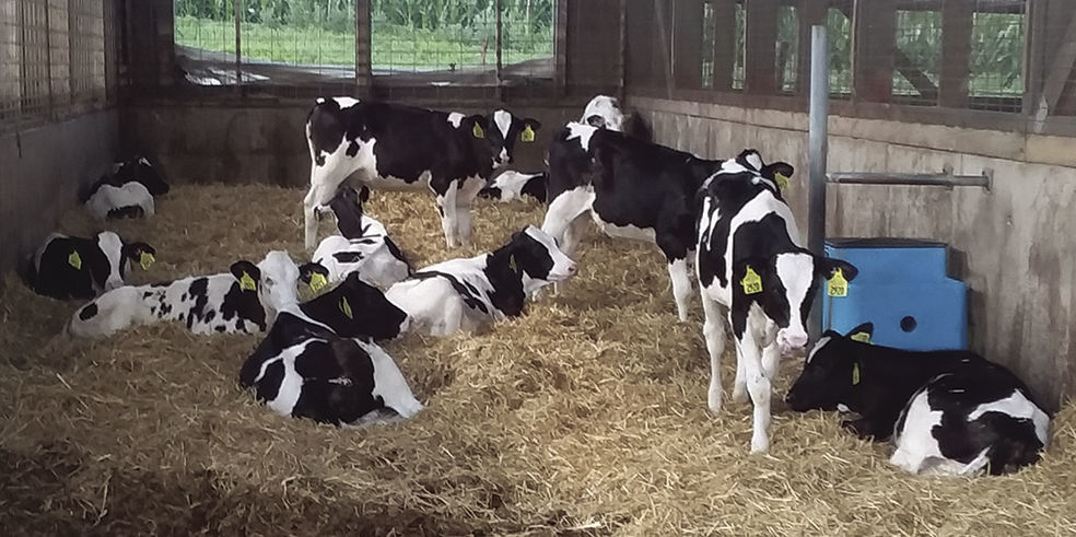 Comfy cows breed success