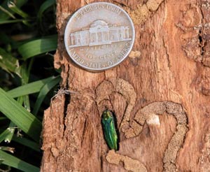 Emerald Ash Borer nickel size