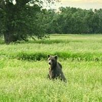 Department of the Interior proposes turning grizzly bear management over to states