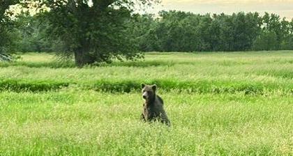 Grizzly bears