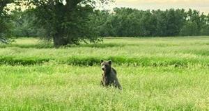Grizzly bears