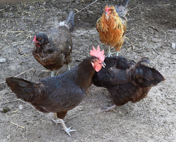 Free-range chickens