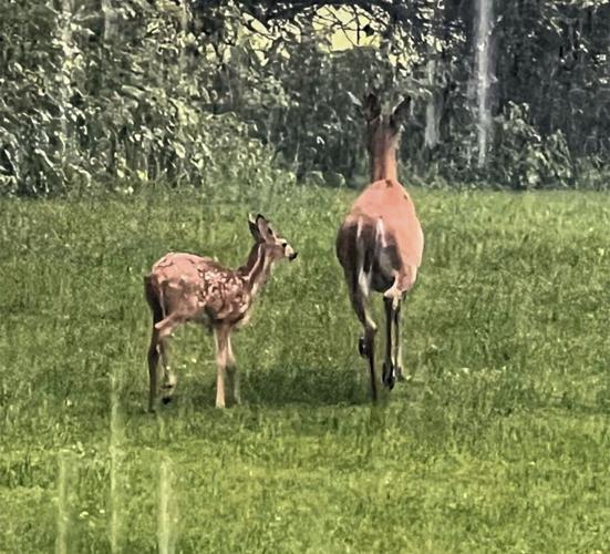 Deer
