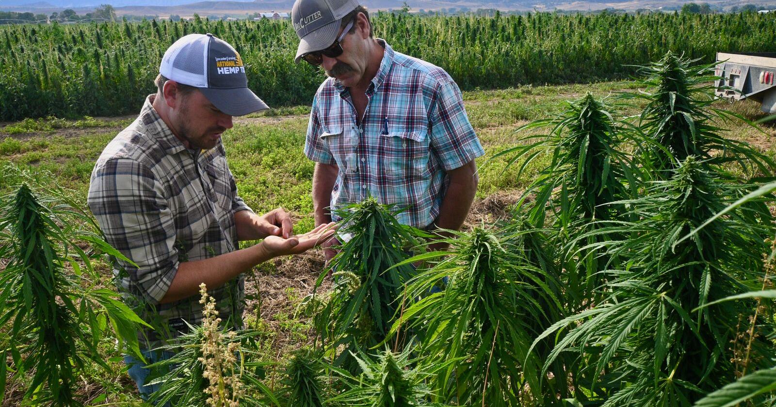 Industrial hemp grows in acres, uses in Montana - Vimarsana News