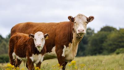 Sustainable cows can lead to greater profitability