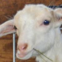 Care for goats with scours | Business | agupdate.com