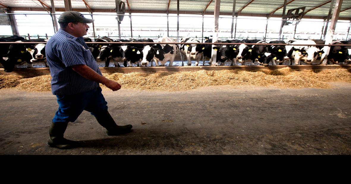 Dairying More than cow management