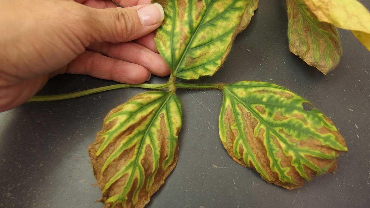 yellowing of normally green soybean leaves is one of the symptoms of SDS