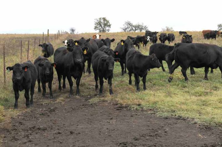 Cattle Hoof Diseases