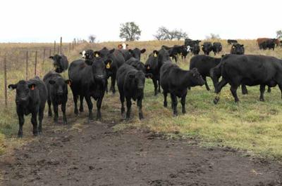 Cattle Hoof Diseases