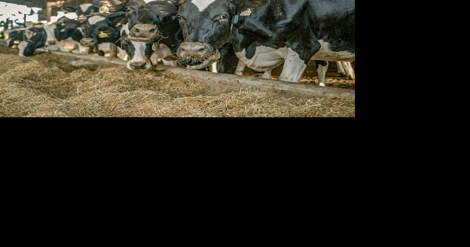 Global dairy supply outpaces demand in early 2026