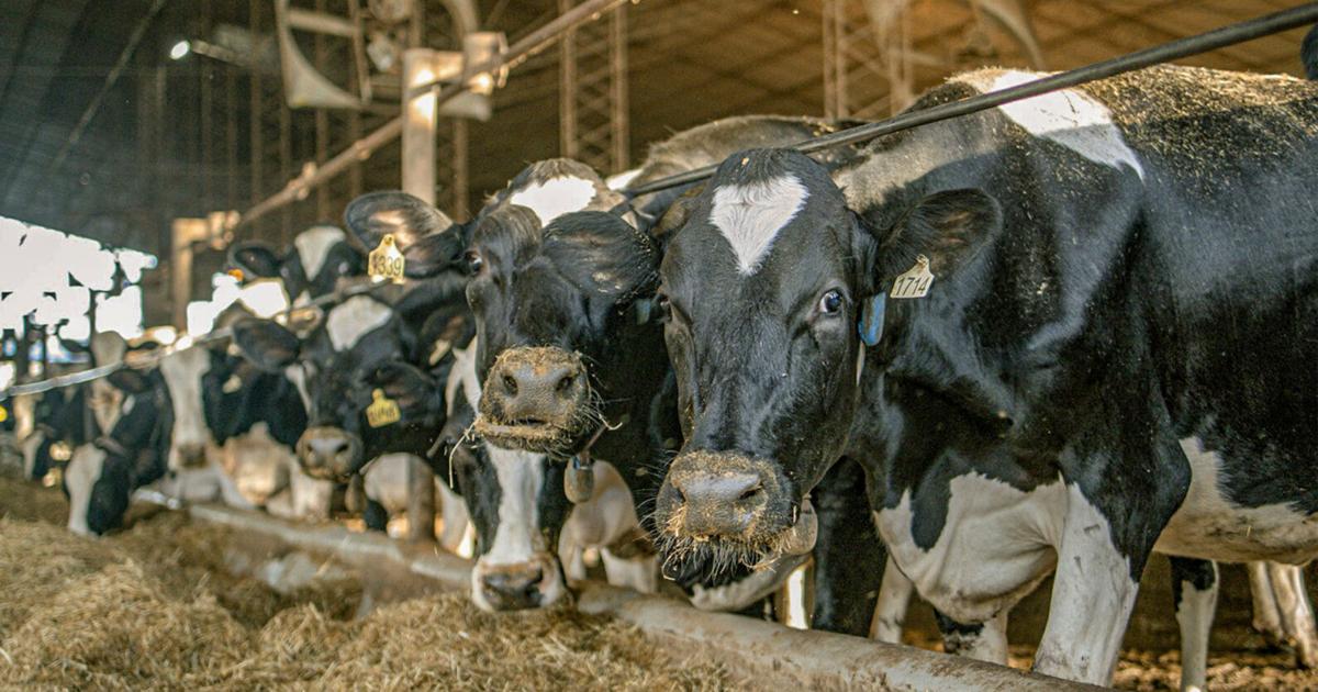 Global dairy supply outpaces demand in early 2026