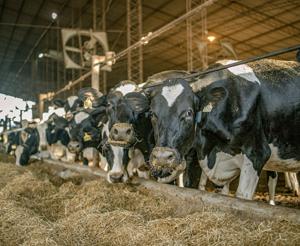 Protein snack boom creates new opportunities for dairy