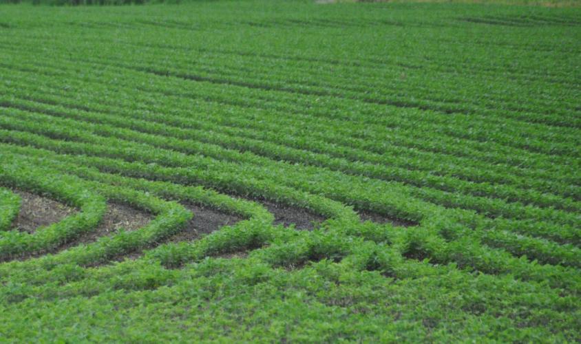 Cornfield