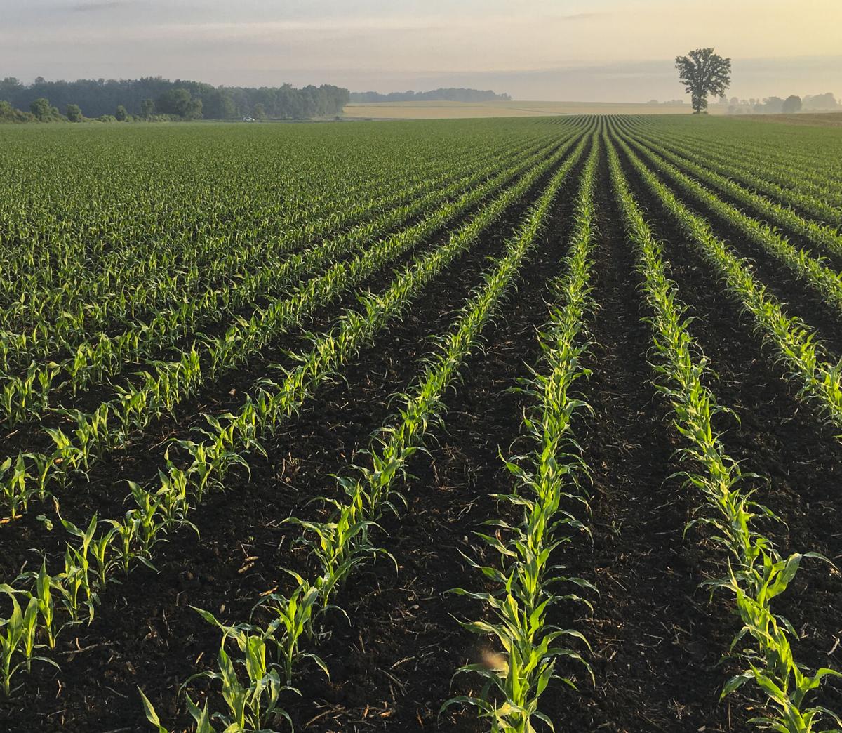 Field of young corn
