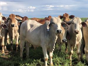Beef cows cattle