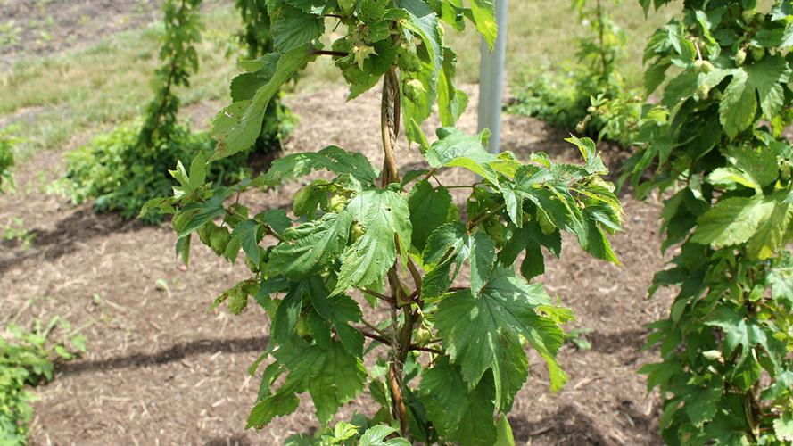 Hops plants