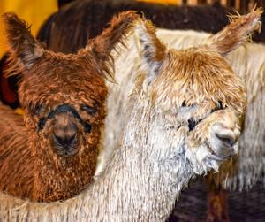 Personalities reign at alpaca farm