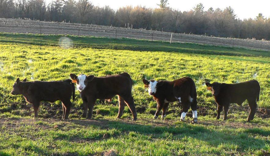 Calves in field