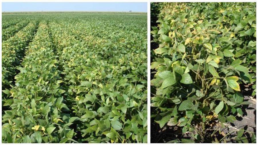 Soybeans show signs of potassium deficiency Crop