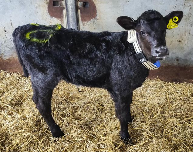 Calf wearing sensor