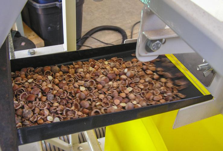 Hazelnuts being processed