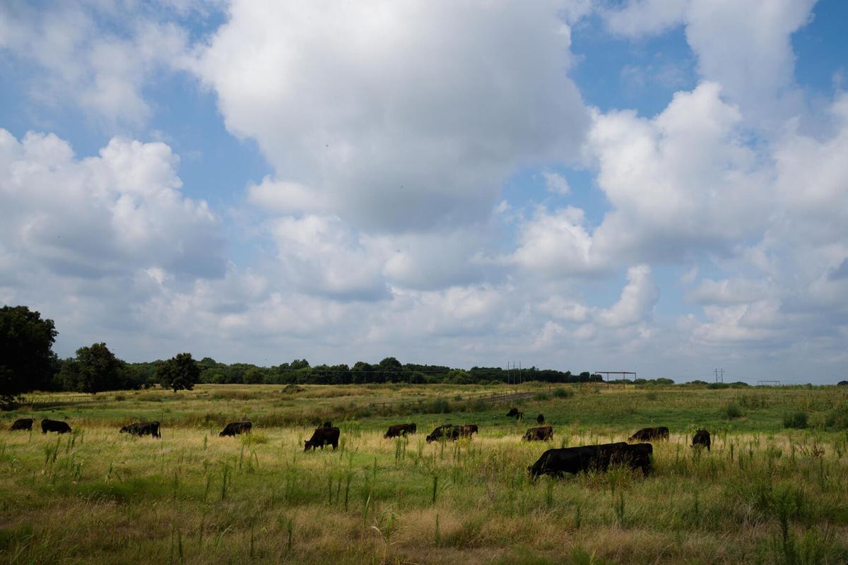 Grazing research project 1.jpg