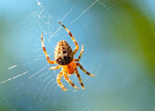 It's spooky spider season in the Midwest: Meet the orb weaver