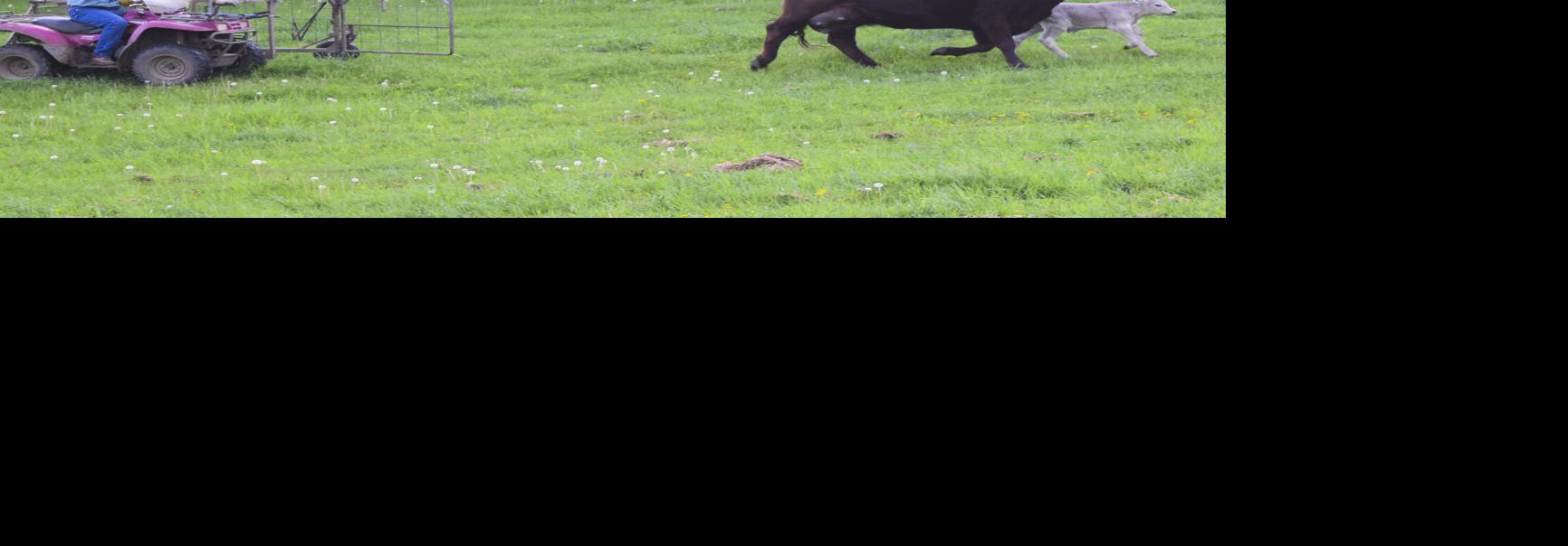 Steve Springer with calf catcher