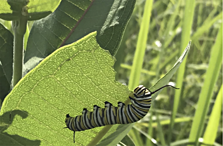 Monarch caterpillar