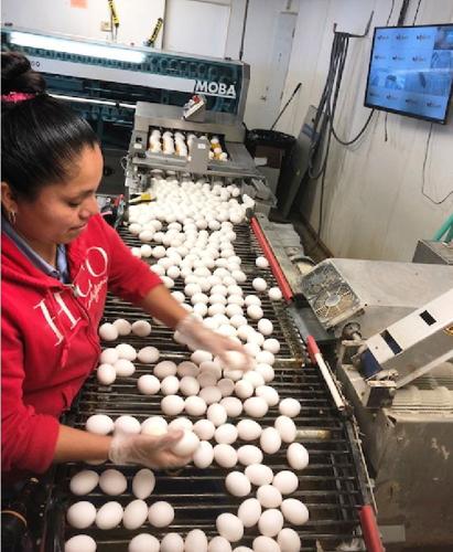 Egg grading and packing operation