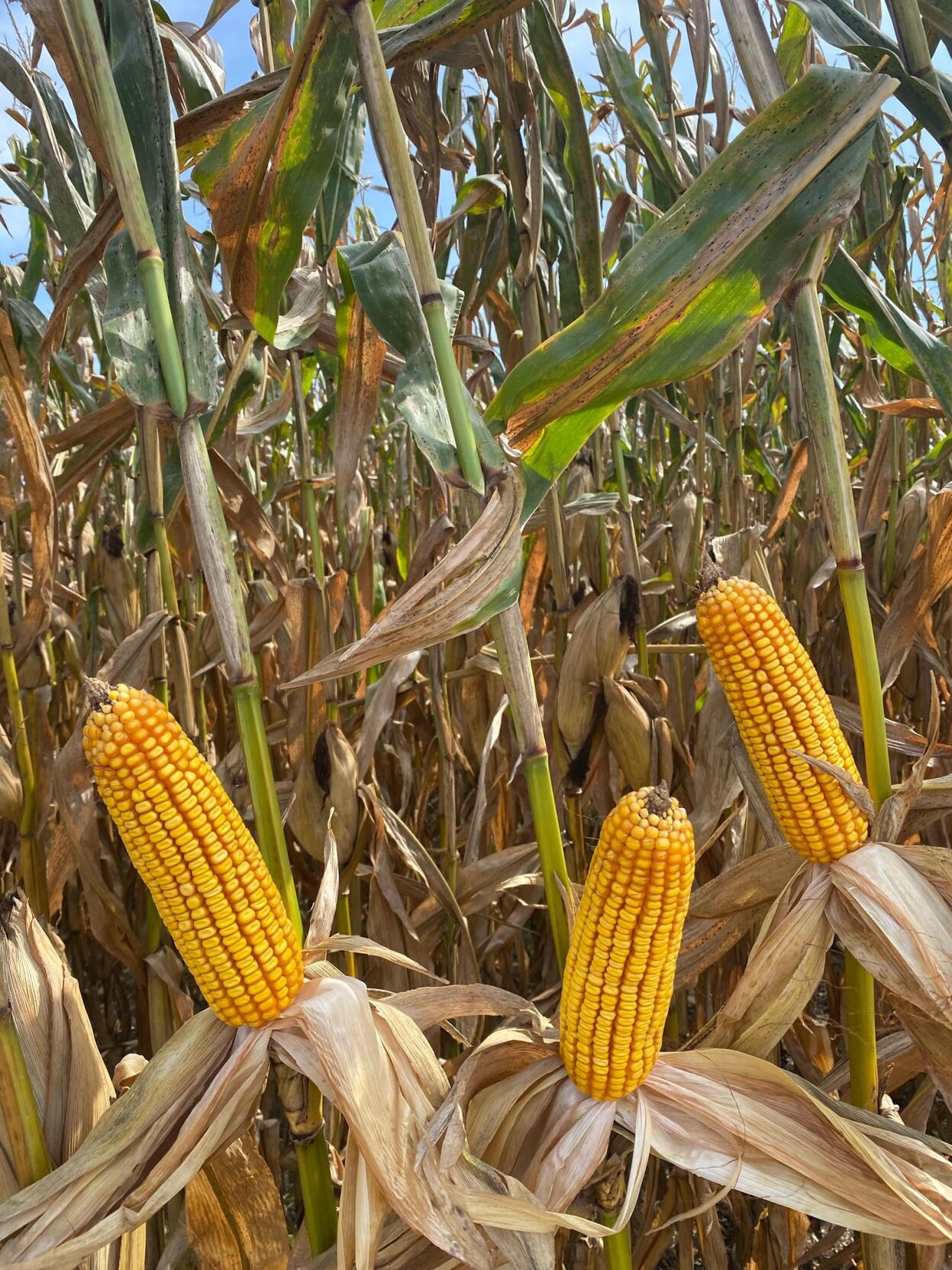 Corn