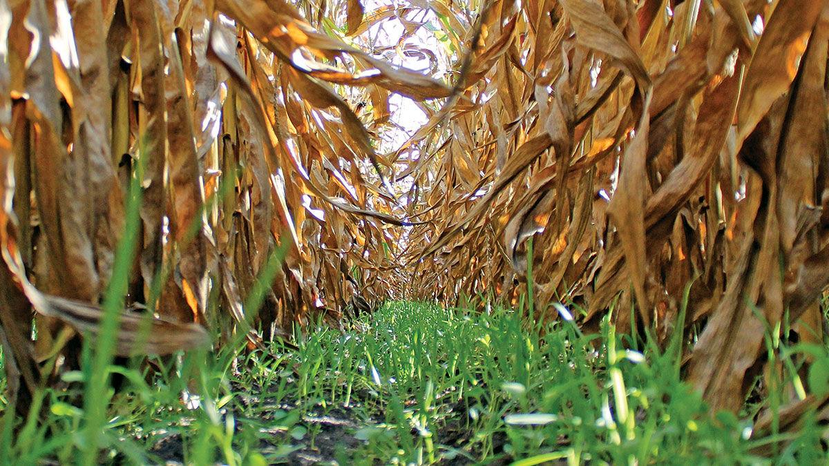 Cover crop in corn rows