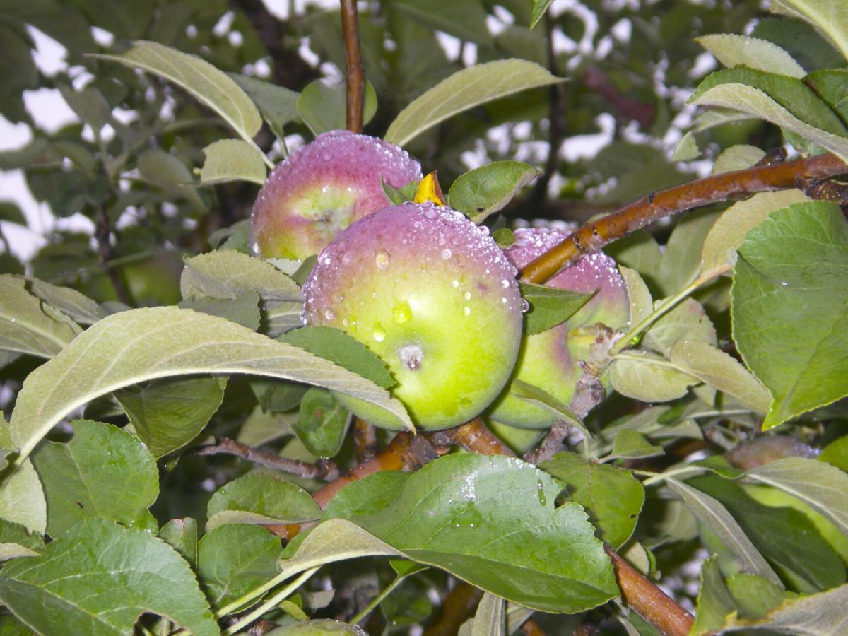Apples
