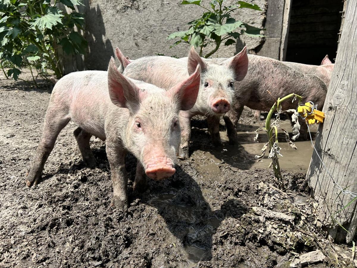 swine update 1.jpg