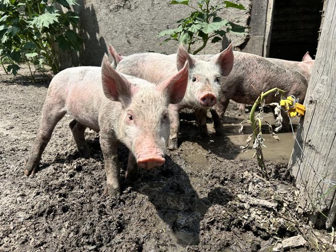 swine update 1.jpg