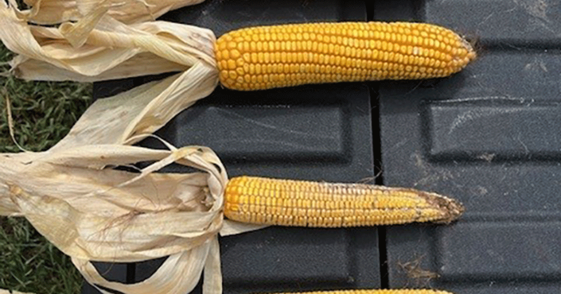 corn stunt comparison