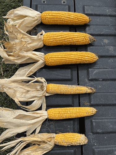 corn stunt comparison