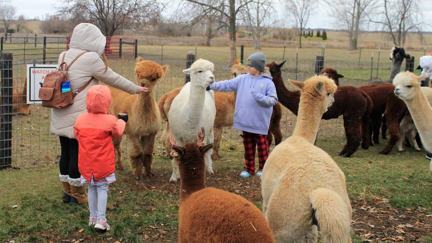 Rainbow Feathers Farm herd of alpacas
