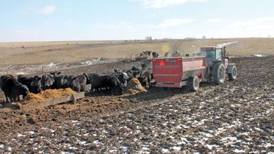 Cattle feeding on winter pasture