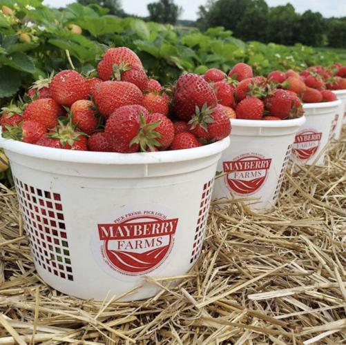 Strawberries in buckets