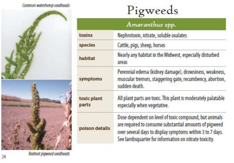 Pigweeds