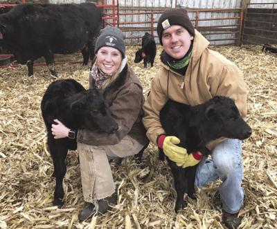Scholtz calves