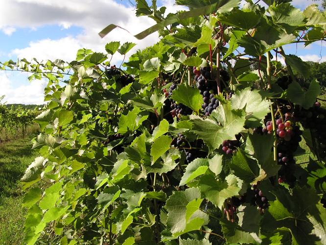Grapes