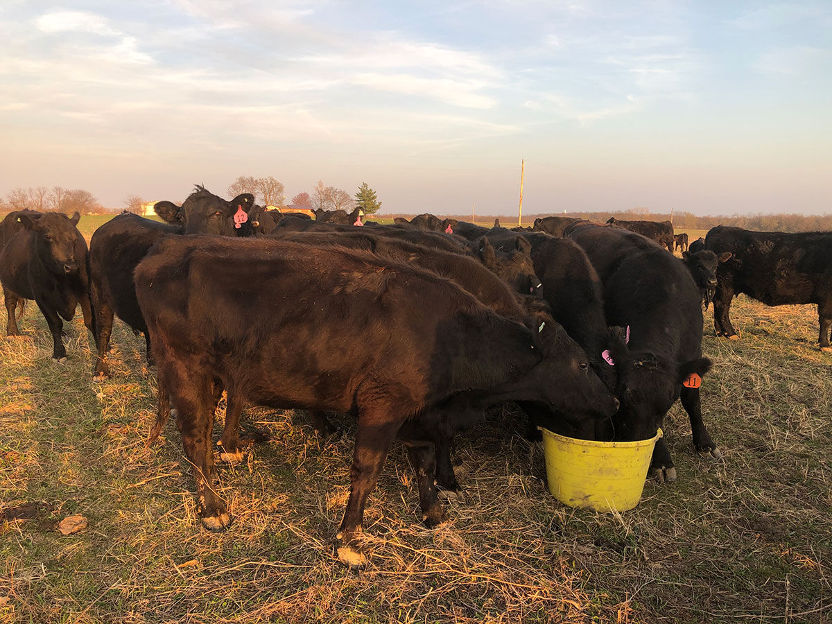 Cattle feeding bucket