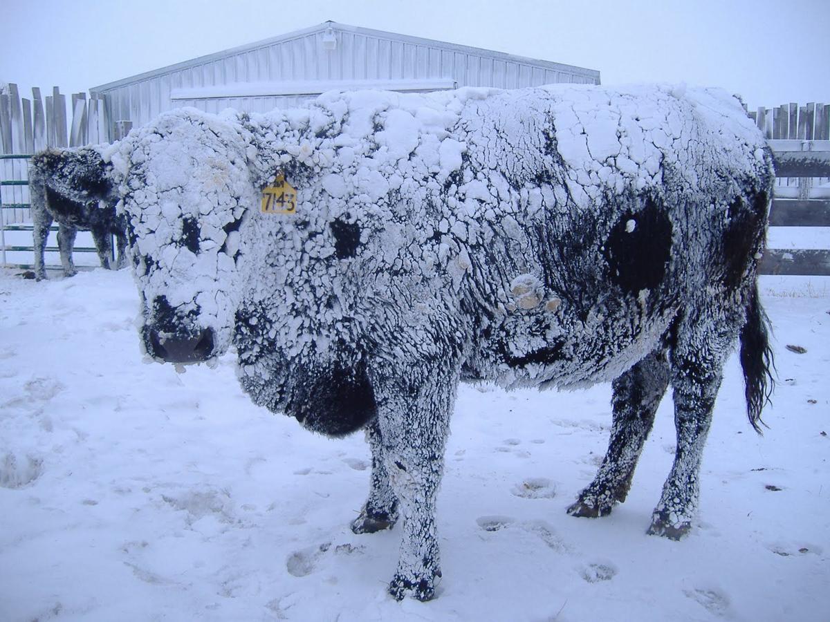 Protect animals from extreme cold AgriView