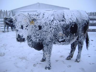 snow-covered cow