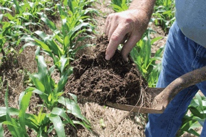 soil sampling
