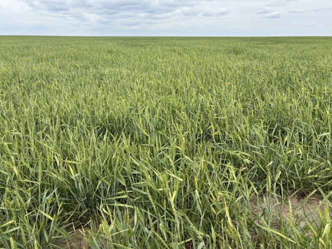 Wheat streak mosaic virus 1.jpeg